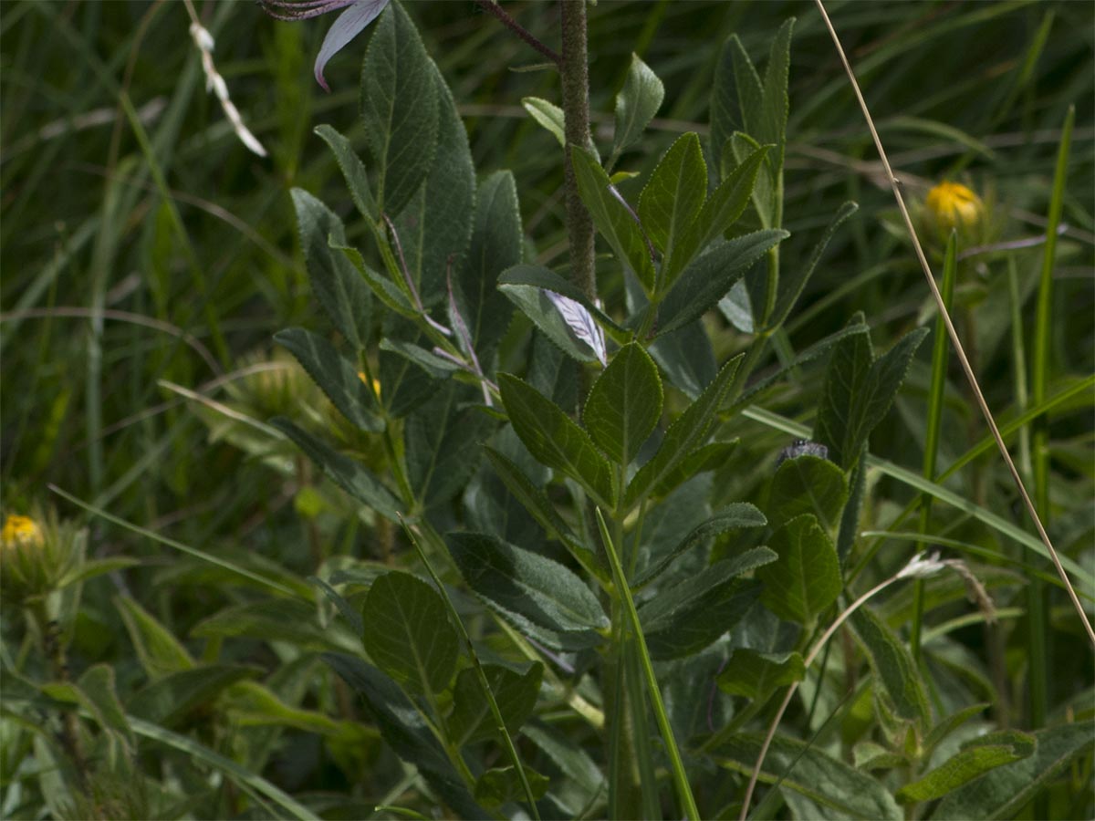Dictamnus albus